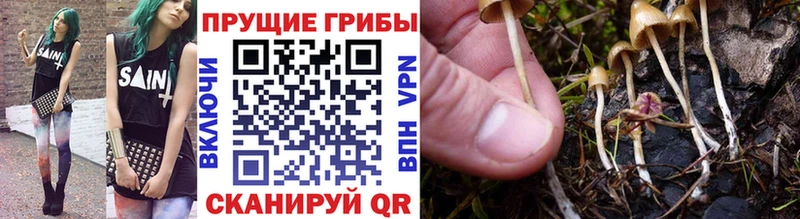 где продают наркотики  Хотьково  Галлюциногенные грибы Psilocybe 